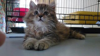 Semi Flat Female Tabby - Persian Cat