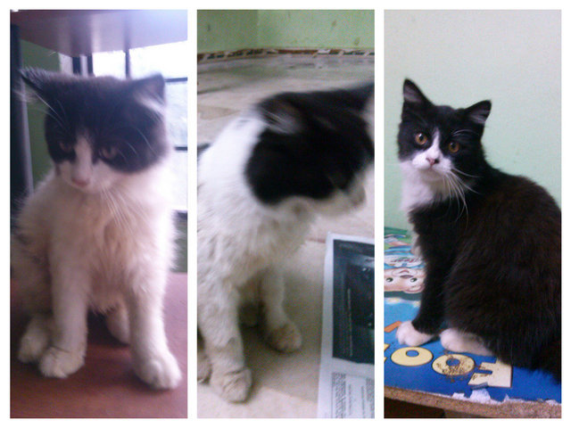 Yaya, Mewmew, Baby - Domestic Long Hair Cat