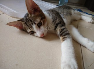 4 Cats For Adoption - Domestic Short Hair Cat