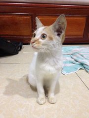 Swee - Domestic Medium Hair Cat
