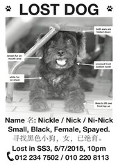 Nickle - Poodle Mix Dog