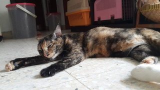 Midnight（pls Read Description) - Domestic Short Hair Cat