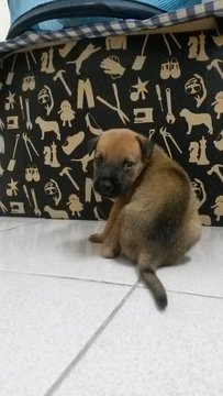 Pluto - Mixed Breed Dog