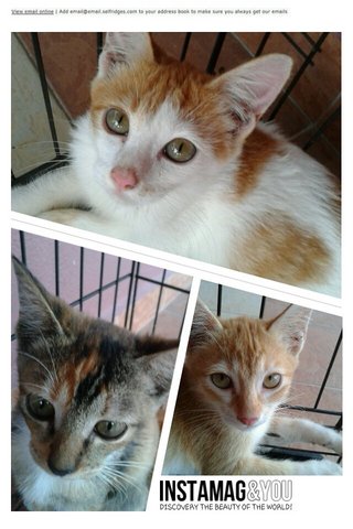 Oreo, Oscar &amp; Oliver - Domestic Short Hair Cat