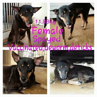 Pinky - Miniature Pinscher Mix Dog