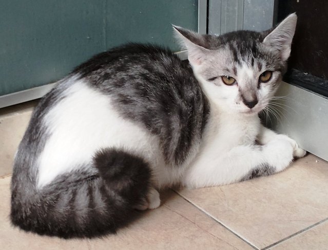 Kiki - Domestic Short Hair + Bengal Cat