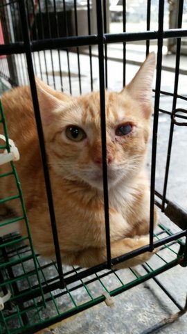 Orangey - Domestic Short Hair Cat