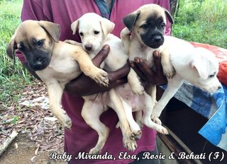 Uncle Guard's Puppies - Mixed Breed Dog