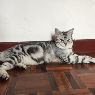 Naomi - American Shorthair Cat