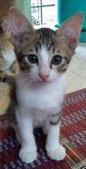Pinky - Domestic Short Hair Cat