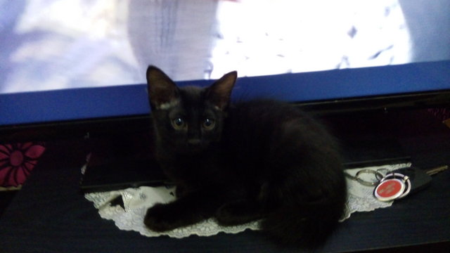 Blacky - Domestic Medium Hair Cat