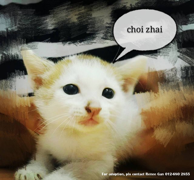 (Adopted) Renee - Choi Zhai - Domestic Short Hair Cat