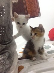 Lele And Nala  - Siamese + American Curl Cat