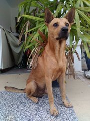 Riley - Mixed Breed Dog