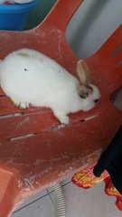 Daisy - Angora Rabbit Rabbit