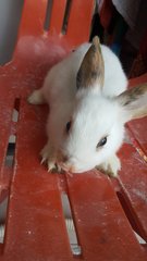 Daisy - Angora Rabbit Rabbit