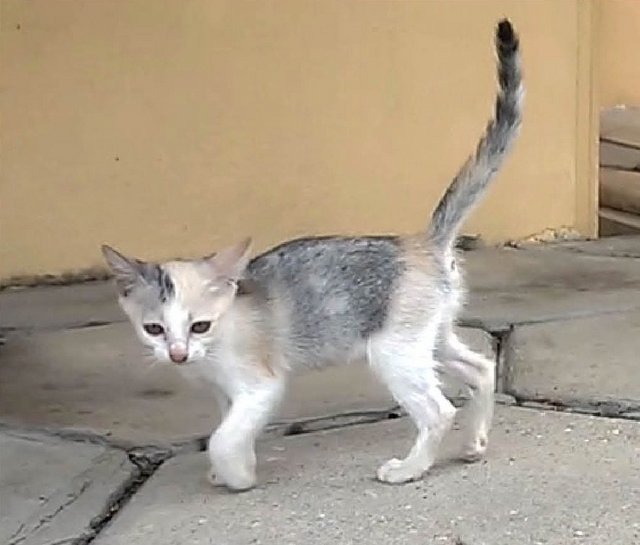 Two Little Kittens - Domestic Short Hair Cat