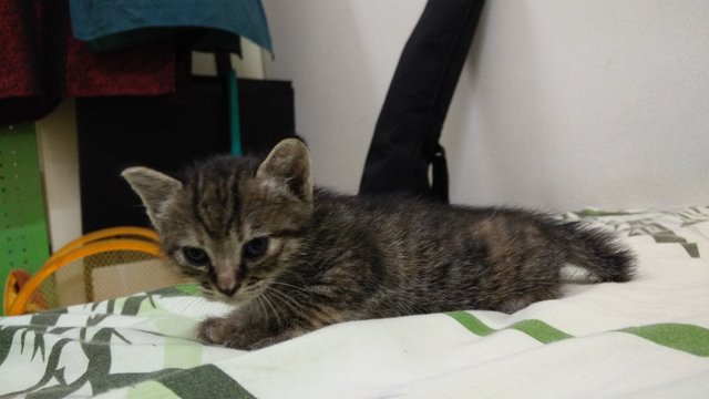 Puchhu And Chikku - American Shorthair Cat