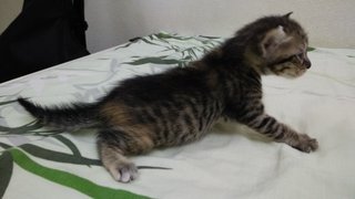 Puchhu And Chikku - American Shorthair Cat