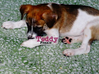 Teddy - ADOPTED