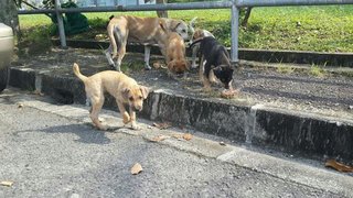 Puppies - Mixed Breed Dog