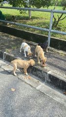 Puppies - Mixed Breed Dog