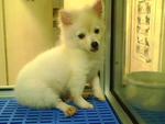 Snow White Pomeraniam - Pomeranian Dog