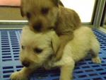 Jack Russel + Mini Pincher - Jack Russell Terrier Dog