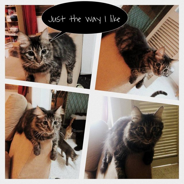 乖乖  Cleffi - Tabby + Domestic Medium Hair Cat