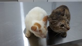 Milki &amp; Mimio - Domestic Short Hair Cat