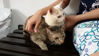 Milki &amp; Mimio - Domestic Short Hair Cat