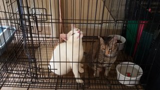 Milki &amp; Mimio - Domestic Short Hair Cat