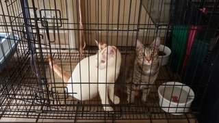 Milki &amp; Mimio - Domestic Short Hair Cat