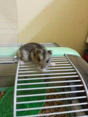 girlgirl climbing on cage