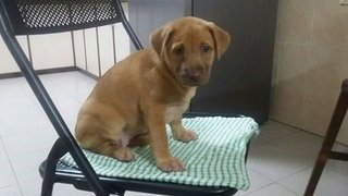 Brown Female Puppy - Mixed Breed Dog