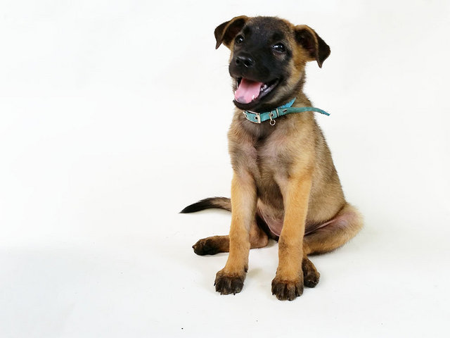 Peanut - Belgian Shepherd Malinois Mix Dog