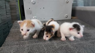 Little Choco,peanut &amp; Panda - Domestic Short Hair + Domestic Medium Hair Cat