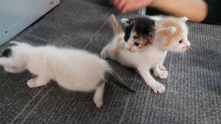 Little Choco,peanut &amp; Panda - Domestic Short Hair + Domestic Medium Hair Cat