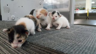 LEFT - Little Choco, Peanut & Panda - Choco so busy exploring, peanut and panda sleepy face