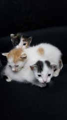 Little Choco,peanut &amp; Panda - Domestic Short Hair + Domestic Medium Hair Cat