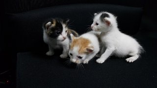 Little Choco,peanut &amp; Panda - Domestic Short Hair + Domestic Medium Hair Cat