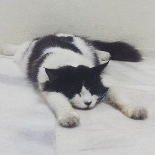 Imuk - Maine Coon Cat