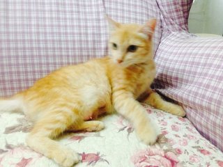 Lemonade - Domestic Long Hair + Bobtail Cat