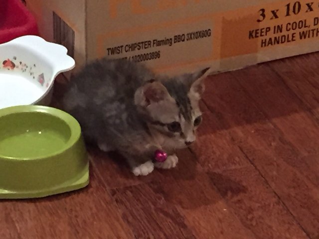 Kitten - Tabby Cat
