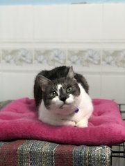 Kiera - Domestic Medium Hair Cat