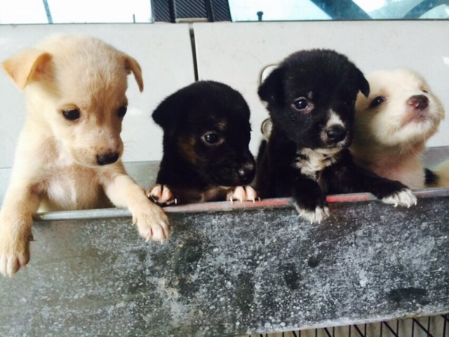 6 Cute Pups - Mixed Breed Dog