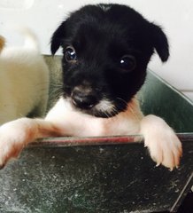 6 Cute Pups - Mixed Breed Dog