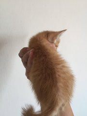 Sesame  - Domestic Short Hair + Domestic Medium Hair Cat