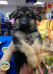 Quality Female German Shepherd Pups - German Shepherd Dog Dog