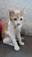 Jeffrey3.0 - Domestic Short Hair Cat